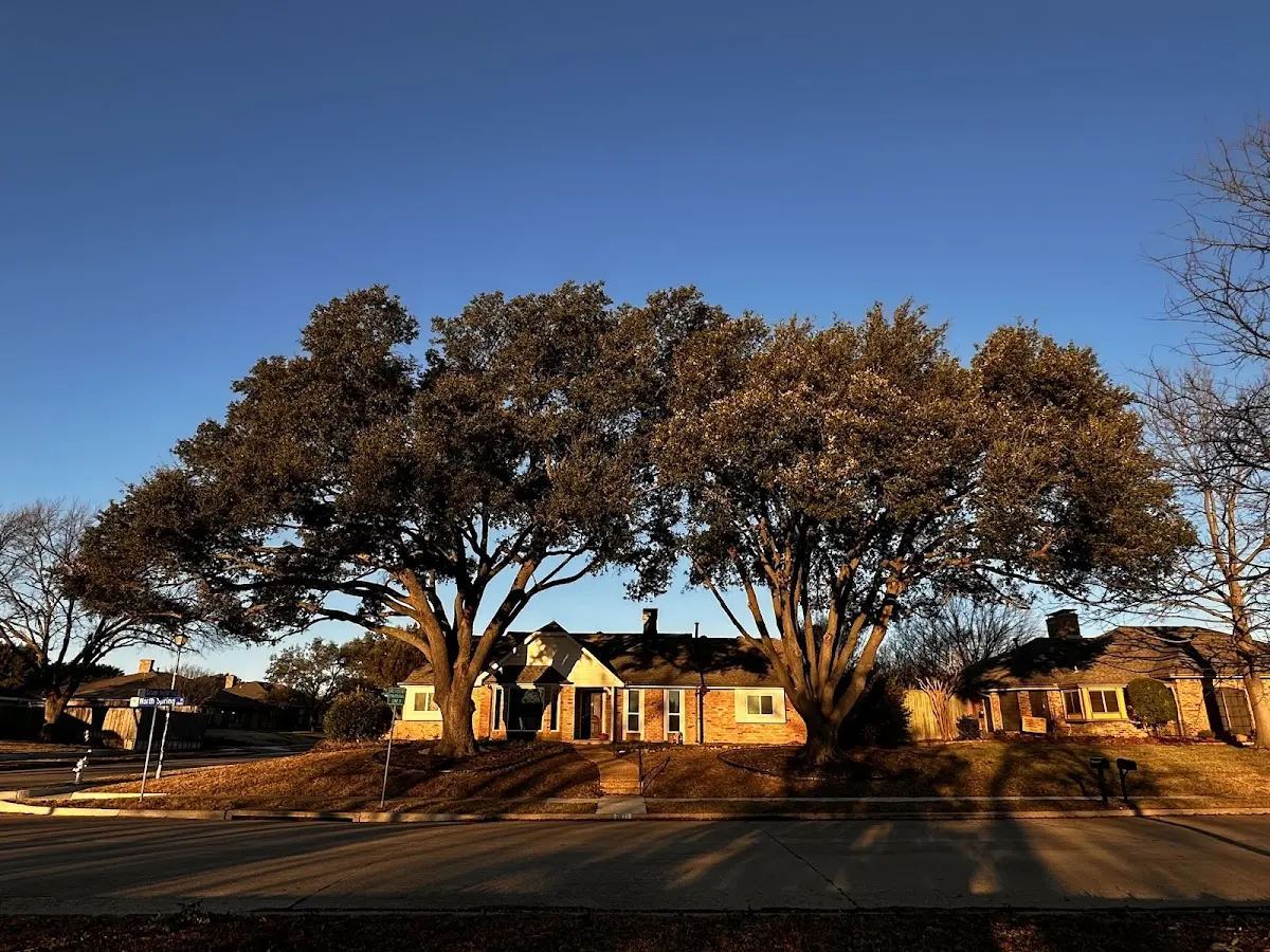 Established residential canopy tree shading a home in Holbrook